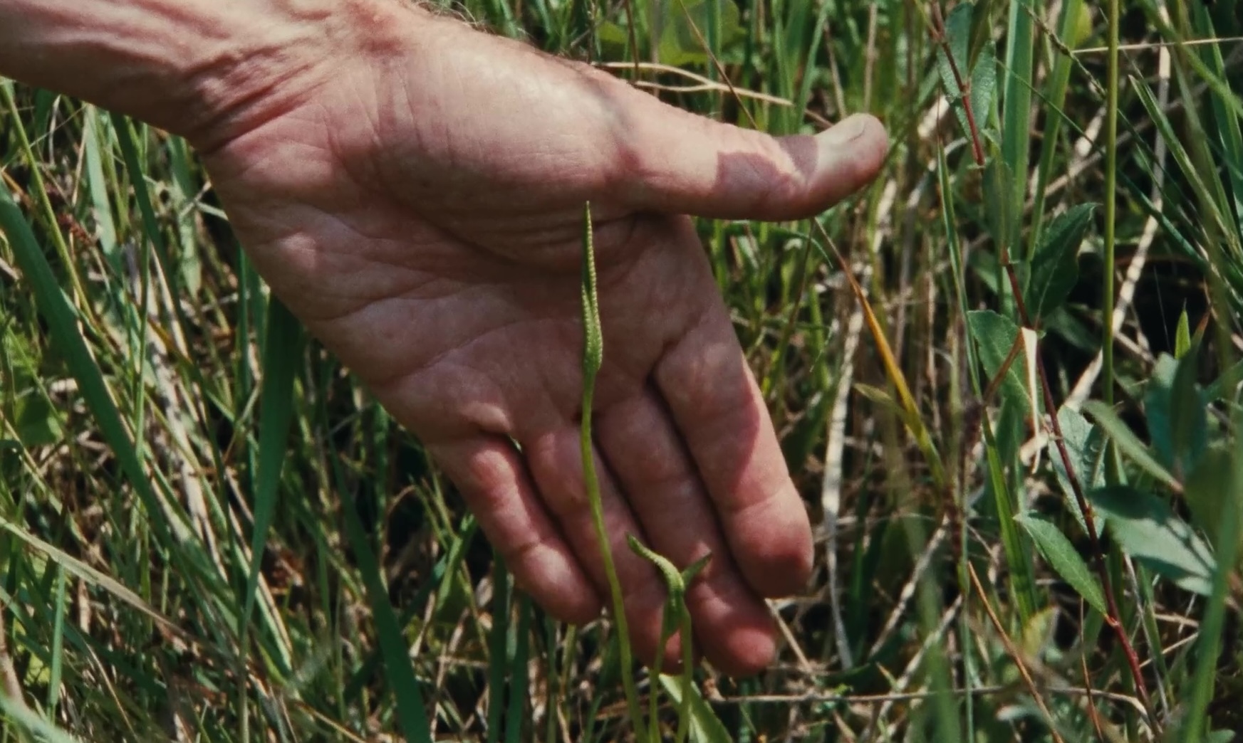 7 Walks with Mark Brown (Vincent Barré & Pierre Creton, 2024)